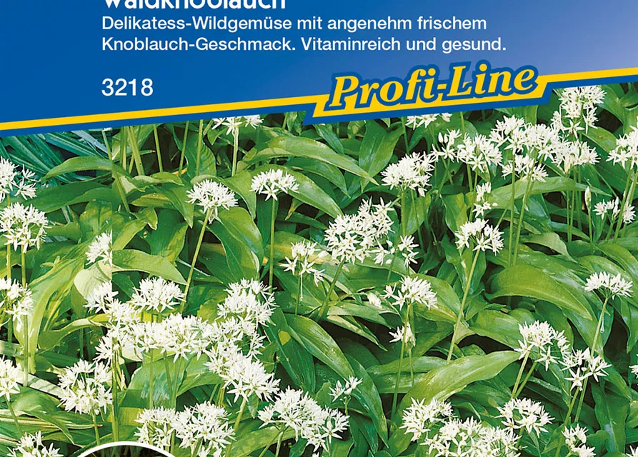 Bärlauch Allium Ursinum K