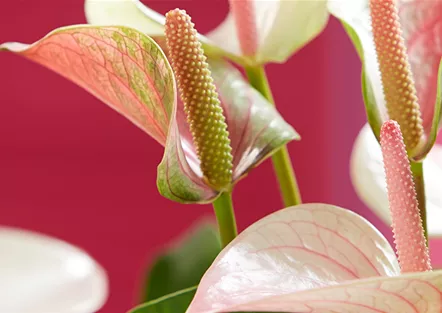 53+ Berghausener Blumentopf Langenfeld, Freundliche und