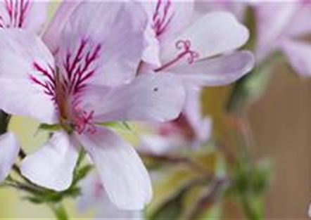 Berghausener Blumentopf Ihr Gartencenter aus Langenfeld