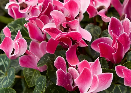 Berghausener Blumentopf Ihr Gartencenter aus Langenfeld