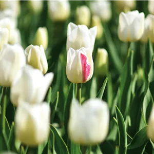 Pflanze des Monats März: Tulpe