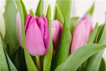 PFLANZE DES MONATS: TULPE PFLANZE DES MONATS: TULPE