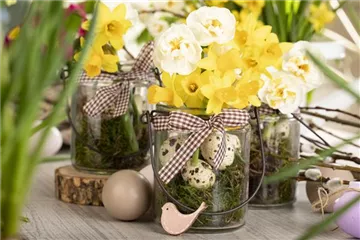 FRüHLINGSGEFüHLE AUS DER ZWIEBEL! FRüHLINGSGEFüHLE AUS DER ZWIEBEL!