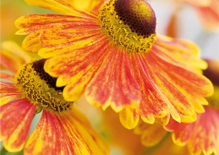PFLANZE DES MONATS SEPTEMBER: SONNENBRAUT
