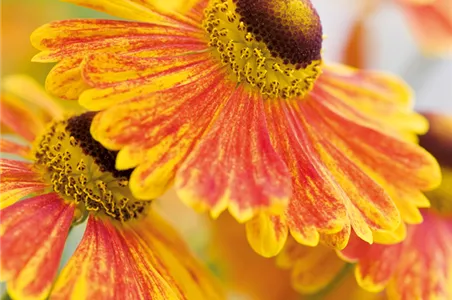 PFLANZE DES MONATS SEPTEMBER: SONNENBRAUT