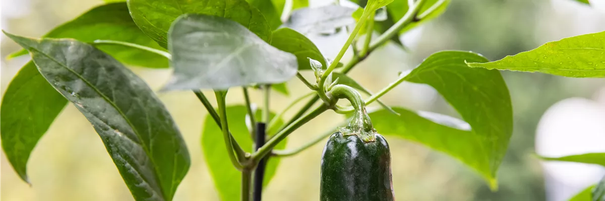 Upcycling - Gemüsebeet