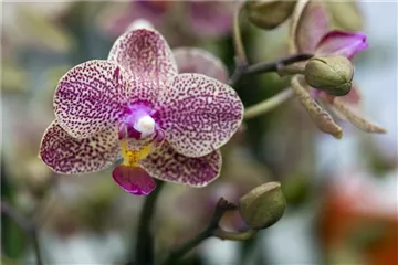 ORCHIDEEN: DIE PERLEN UNTER DEN BLüTENPFLANZEN