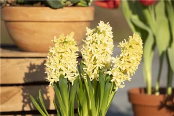 DEN FRüHLING üBERLISTEN DEN FRüHLING üBERLISTEN