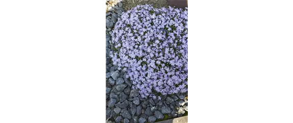POLSTERPHLOX
