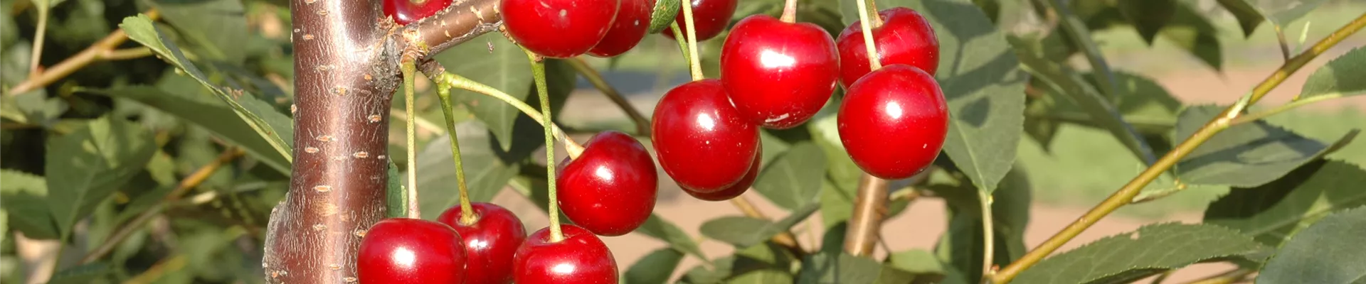 Prunus cerasus 'Topas'®