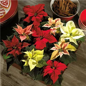 ZAUBERHAFTE WEIHNACHTSSTERNE!