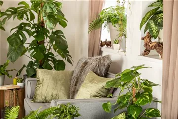 DSCHUNGEL-FEELING FÜR ZUHAUSE!