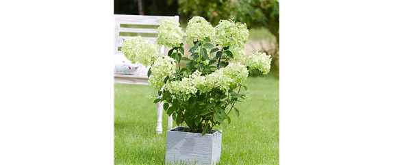 RISPENHORTENSIE