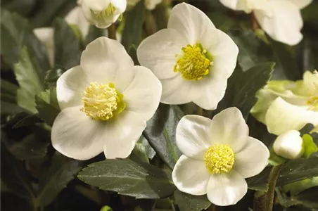 SCHöNE CHRISTROSEN!