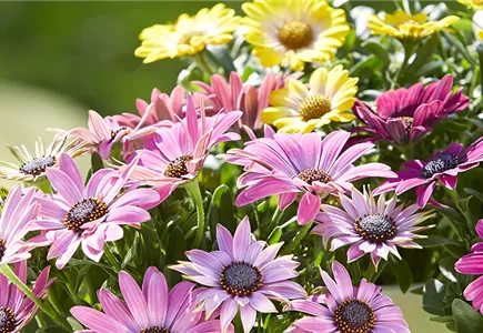 BEET- & BALKONPFLANZEN