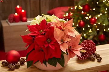 WEIHNACHTSSTERNE ÜBERALL!