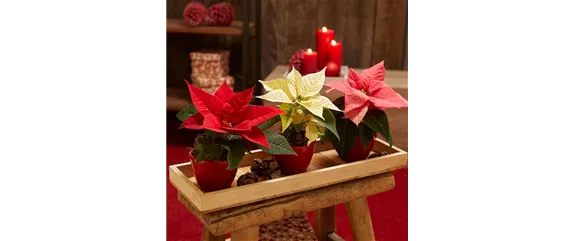 WEIHNACHTSSTERNE ÜBERALL!