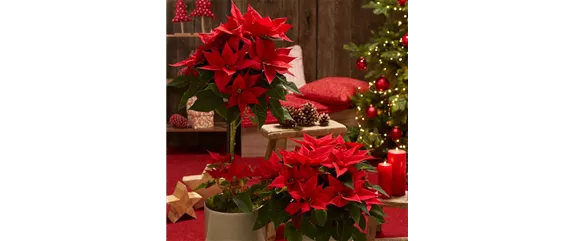 WEIHNACHTSSTERNE ÜBERALL!