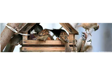 FETTFUTTER FüR VöGEL