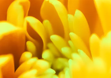 Chrysantheme