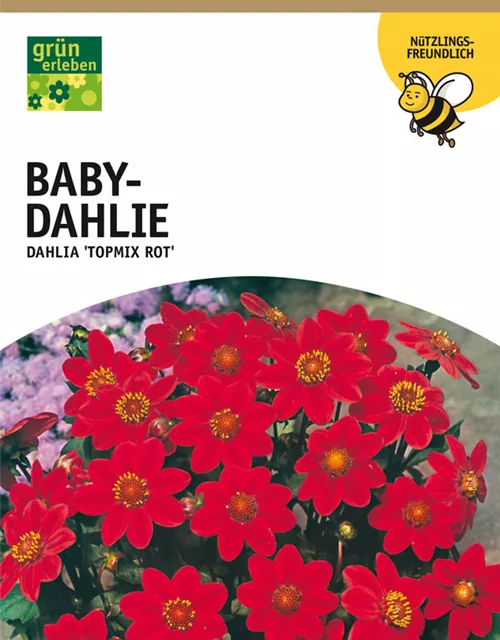 GE Dahlie Topmix rot x1nBaby Dahlie rot