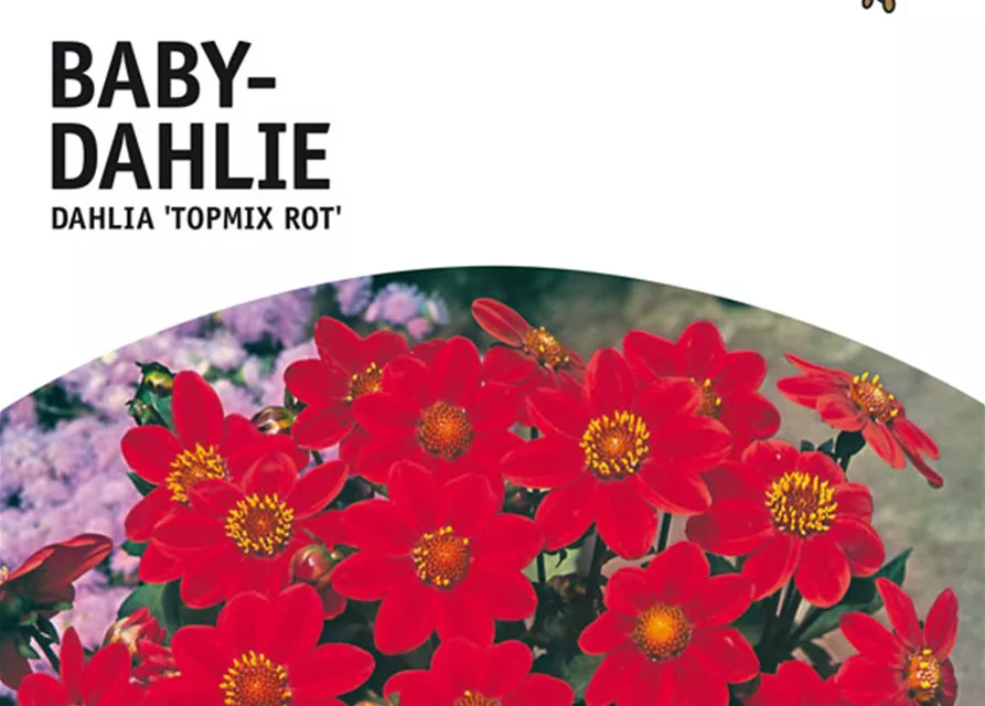 GE Dahlie Topmix rot x1nBaby Dahlie rot