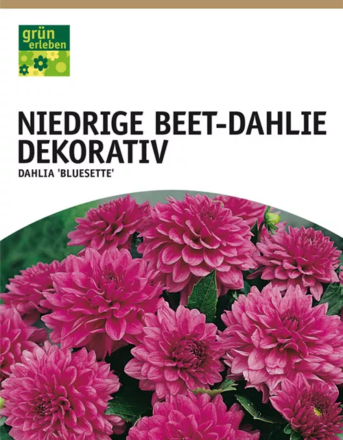GE Dahlie Bluesette x1nBorder Dahlie lila-rosa