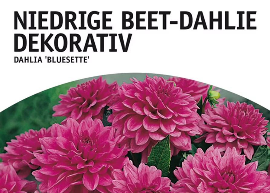 GE Dahlie Bluesette x1nBorder Dahlie lila-rosa