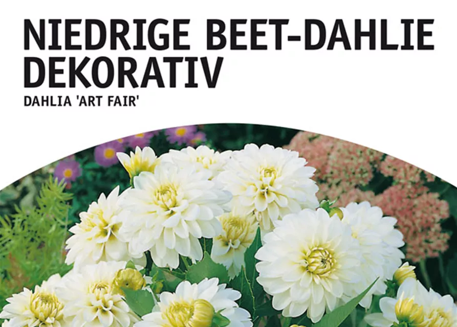 GE Dahlie Art Fair x1nBorder Dahlie rheinweiß