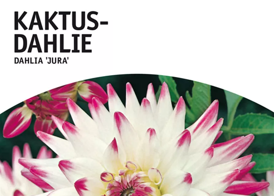 GE Dahlie Jura x1nKaktus Dahlie weiß-rot