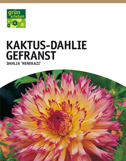 GE Dahlie Nenekazi x1nSpinnbl. Dahlie rosa-rot-creme