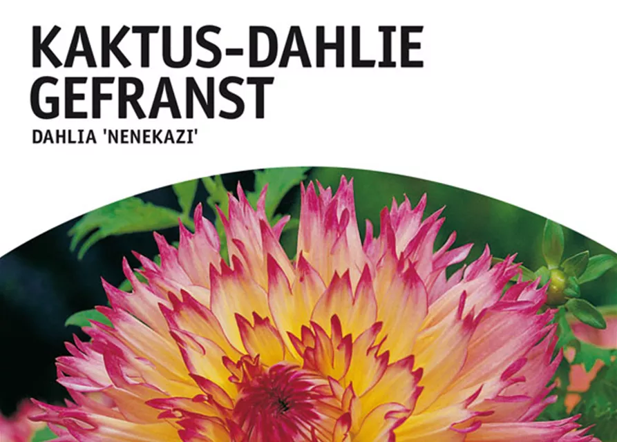 GE Dahlie Nenekazi x1nSpinnbl. Dahlie rosa-rot-creme