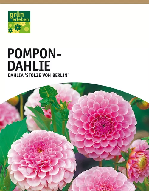 GE Dahlie Stolze von Berlin x1nPompon Dahlie rosa