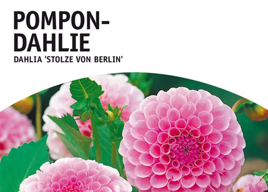 GE Dahlie Stolze von Berlin x1nPompon Dahlie rosa