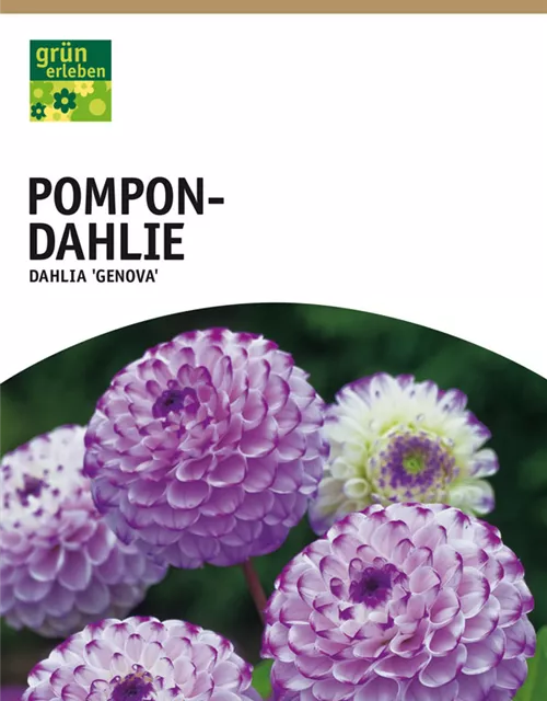 GE Dahlie Genova x1nPompon Dahlie lila-violett