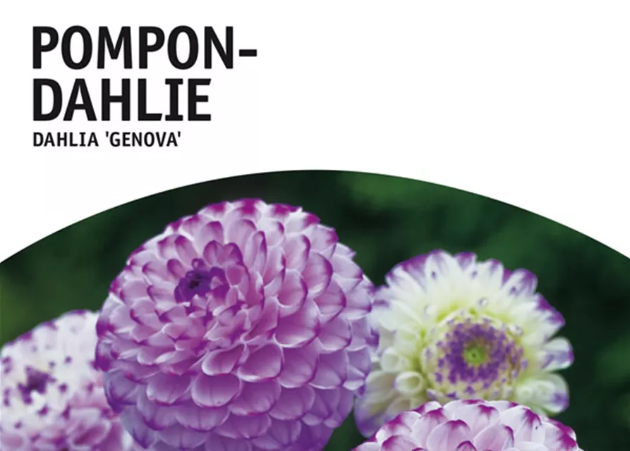 GE Dahlie Genova x1nPompon Dahlie lila-violett