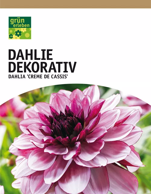 GE Dahlien Creme de Cassis x3nDahl. Creme de Cassis XXL