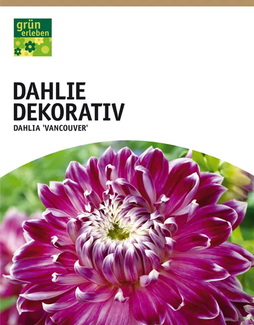 GE Dahlie Vancouver x1nSchmuck Dahlie purpur-rosa