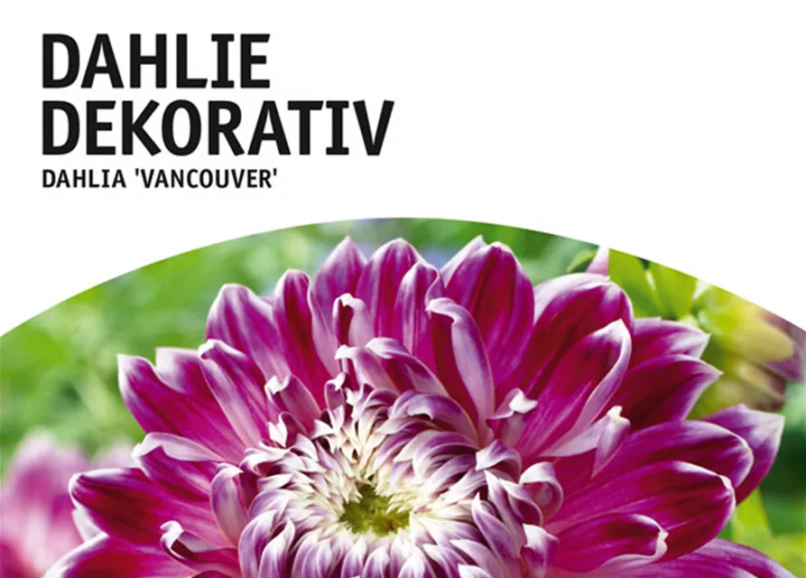 GE Dahlie Vancouver x1nSchmuck Dahlie purpur-rosa