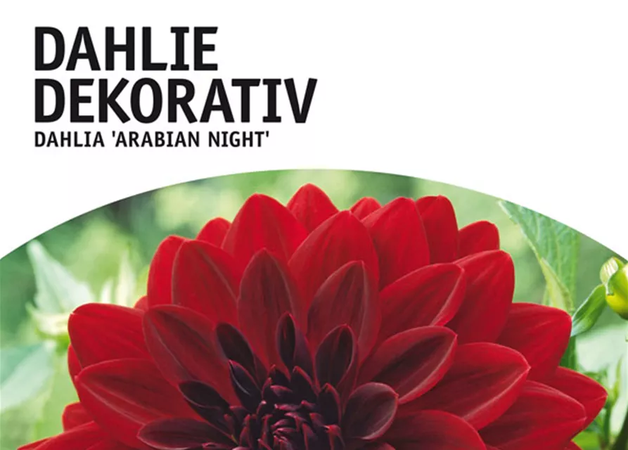 GE Dahlien Arabian Night x3nDahl. Arabian Night XXL