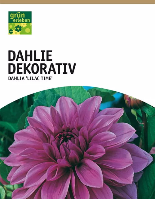 GE Dahlie Lilac Time x1nSchmuck Dahlie lila-blau
