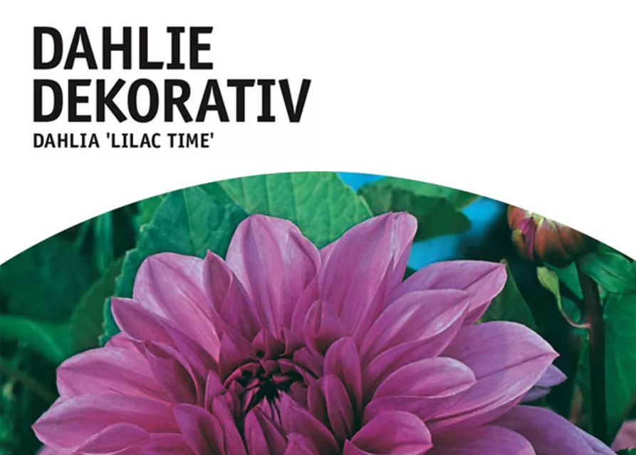 GE Dahlie Lilac Time x1nSchmuck Dahlie lila-blau
