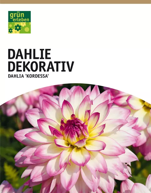 GE Dahlie Kordessa x1nSchmuck Dahlie rosa-weiß