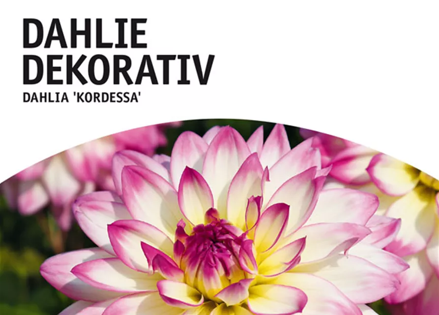GE Dahlie Kordessa x1nSchmuck Dahlie rosa-weiß