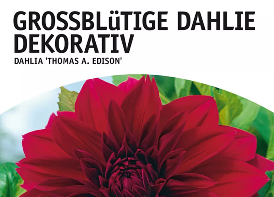 GE Dahlie Thomas A.Edison x1nSchmuck Dahlie tief violet