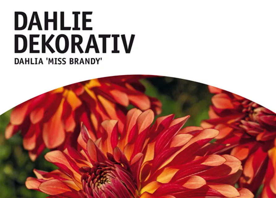 GE Dahlie Miss Brandy x1nSchmuck Dahlie orange-rot
