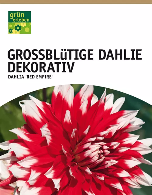 GE Dahlie Red Empire x1nSchmuck Dahlie red
