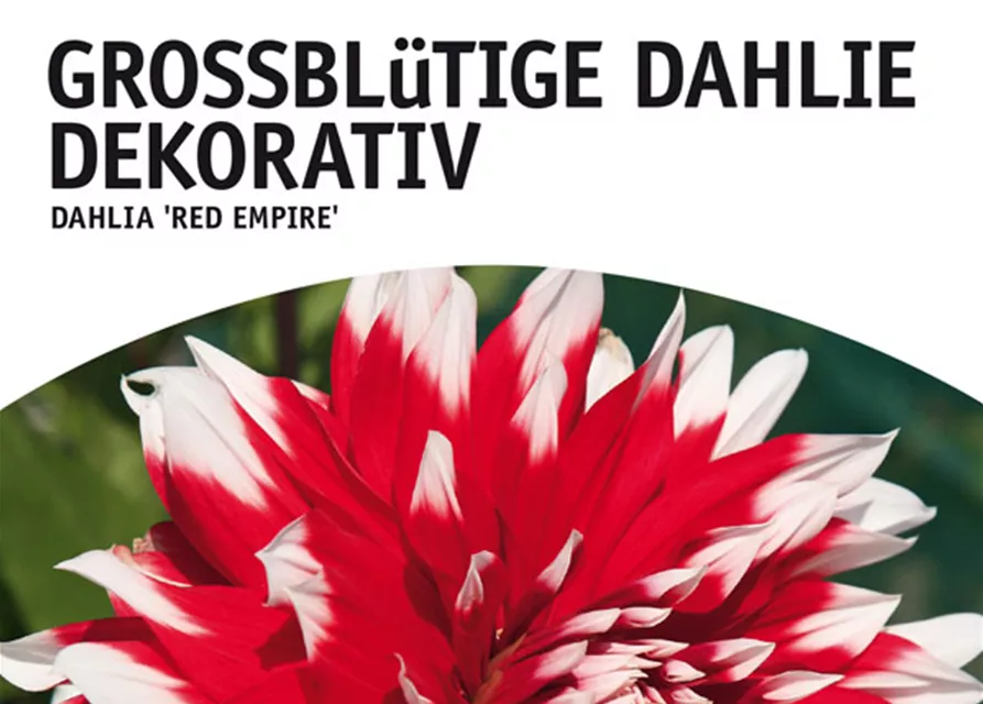 GE Dahlie Red Empire x1nSchmuck Dahlie red