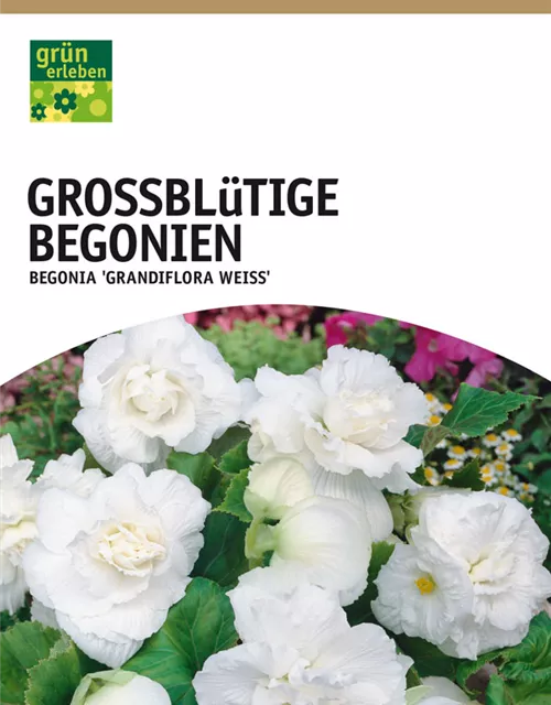 GE Begonien weiß x3 4/6nBegonien großbl weiss