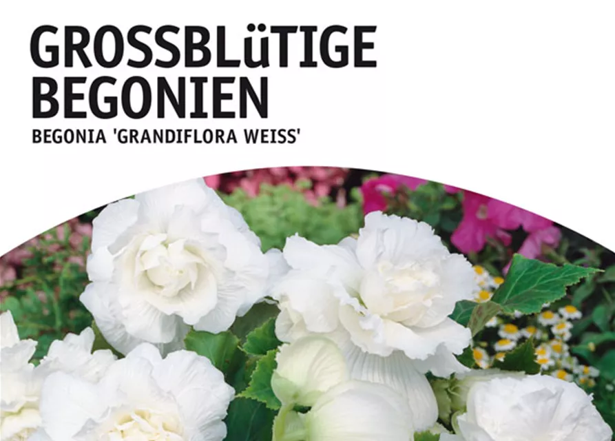 GE Begonien weiß x3 4/6nBegonien großbl weiss